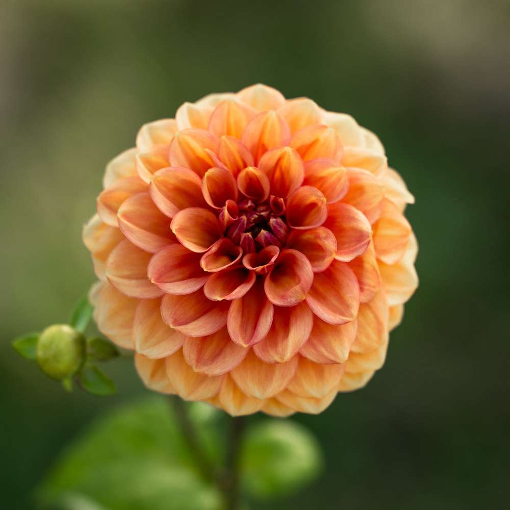 Dahlia 'Iced Tea'